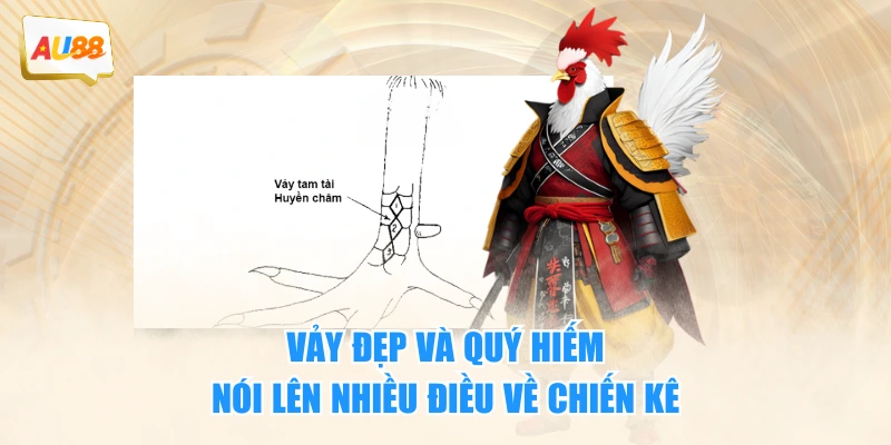 Vảy Án Thiên – Bí Ẩn Vũ Khí “Tàng Hình” Trên Chân Chiến Kê 4 Vảy đẹp và quý hiếm nói lên nhiều điều về chiến kê